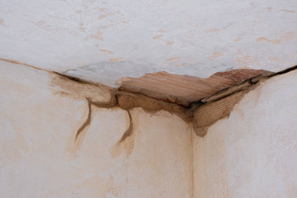 Best Professional water damage repair  in Bellevue, IA