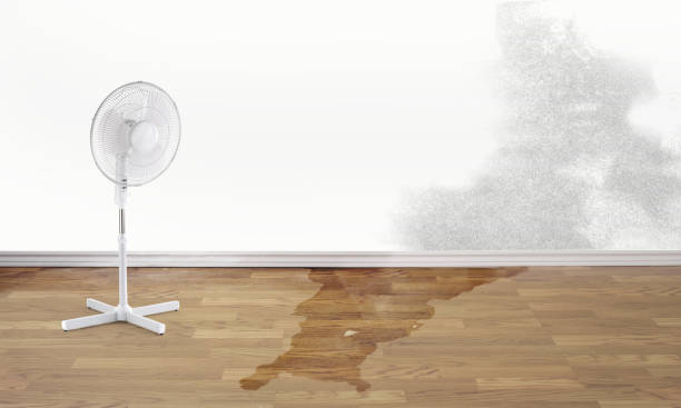 Best Water damage contractors near me  in Bellevue, IA