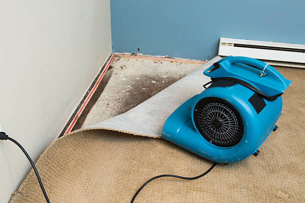 Best Basement water damage restoration  in Bellevue, IA